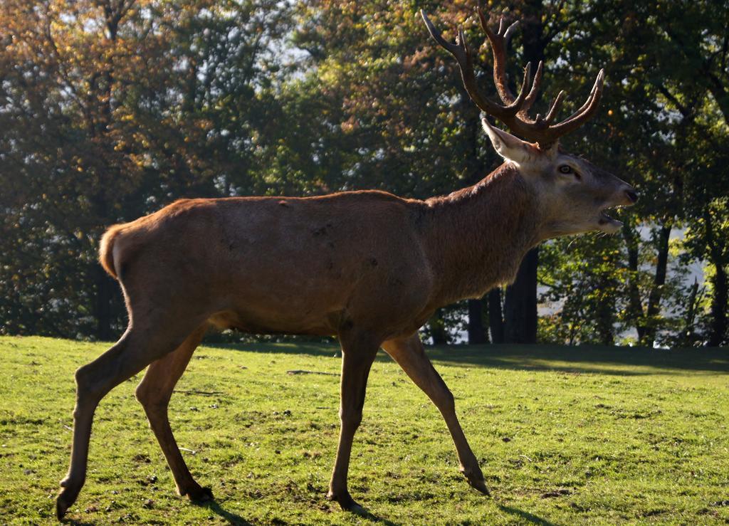Landgasthof Hirschen โฮเฮเน็มส์ ภายนอก รูปภาพ