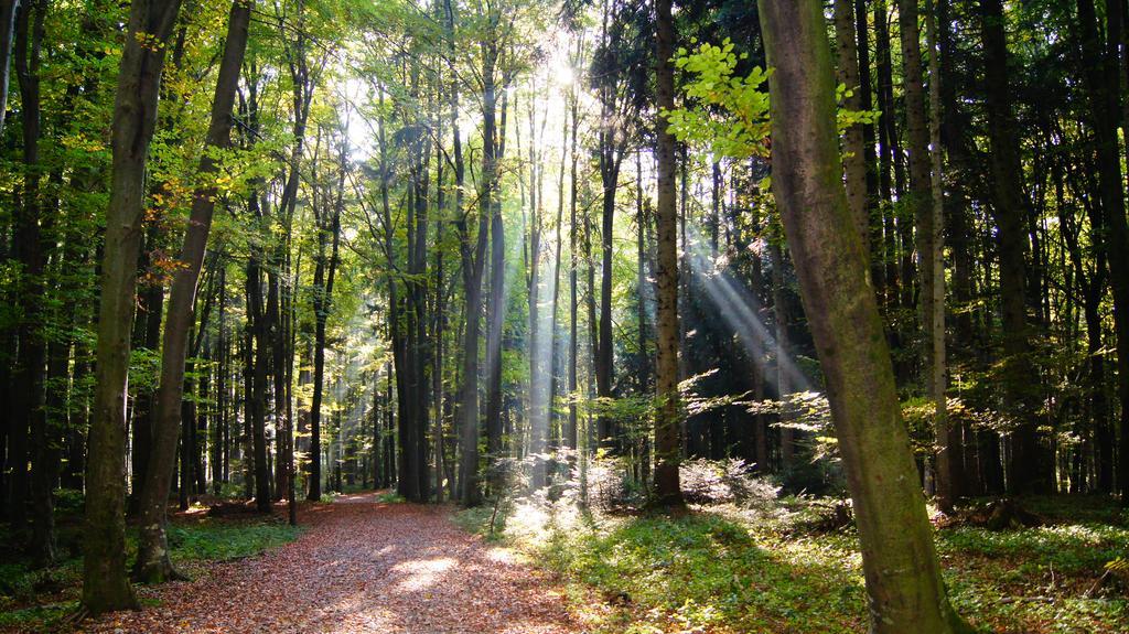 Landgasthof Hirschen โฮเฮเน็มส์ ภายนอก รูปภาพ